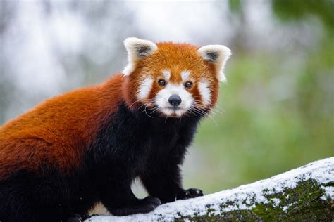 Red Panda 5k Hd Animals 4k Wallpapers Images Backgrounds Photos
