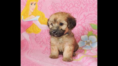 These fluffy, playful miniature whoodle puppies are a cross between the miniature poodle & the soft coated wheaten terrier. Mini Whoodle Puppy, Tinkerbell from Celebritypups.com - YouTube