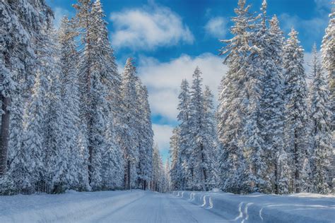 Snowy Pine Forest Hd Wallpaper