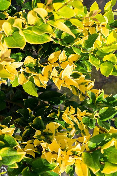 Howardi Japanese Privet Wax Leaf Ligustrum Japonicum Florida Etsy