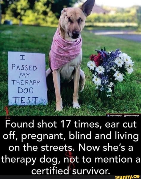 Passed My Ma Therapy Dog Found Shot 17 Times Ear Cut Off Pregnant