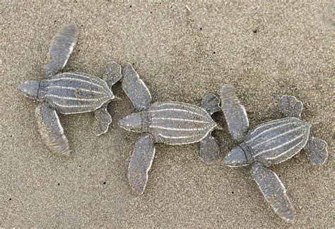 Baby Leatherback Sea Turtles Photograph By Josh Miller Photography Pixels