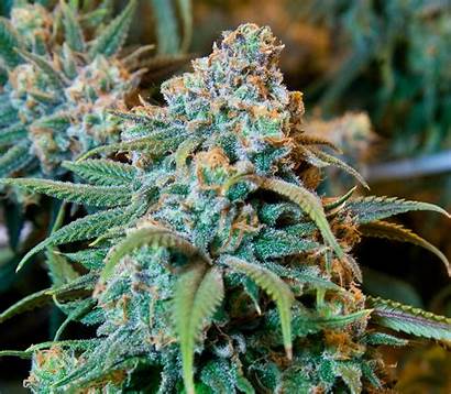 Marijuana California Cannabis Medical Plant Industry Pot