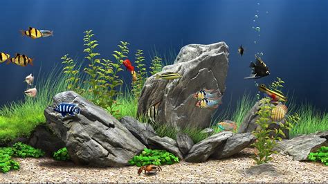 3d Fish Tank Screensaver Free Download Full Version 3d Fish