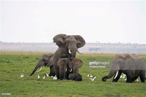 African Elephants Mating In Amboseli National Park In Kenya Photo D