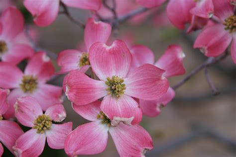 Spring Blossoms In North Texas Texas Tree Surgeons