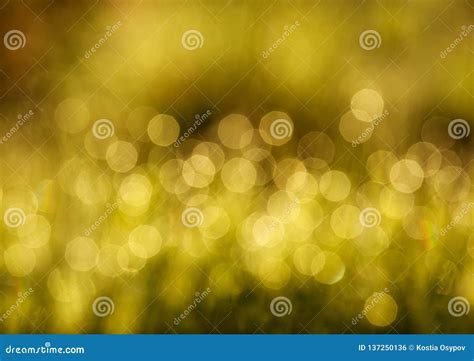 Blurred Background Of Grass In Meadow Bokeh At Sunset Light Stock