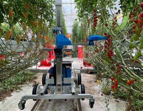 Japanese Tomato Harvest Robot In Action In Tomatoworld