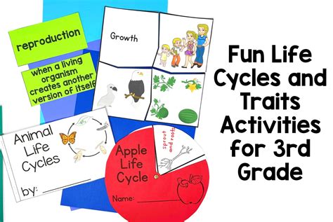 Fun 3rd Grade Life Cycles And Inherited Traits Activities Thrifty In