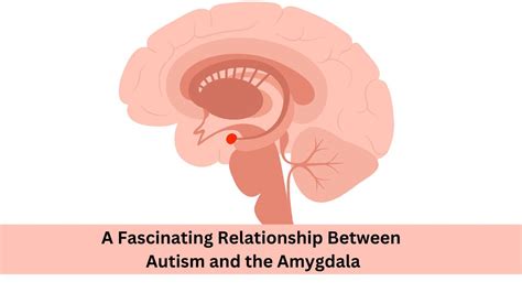 A Fascinating Relationship Between Autism And The Amygdala