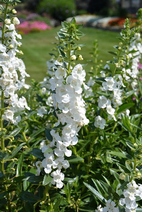 Angelface Super White Angelonia Angelonia Angustifolia Angelface