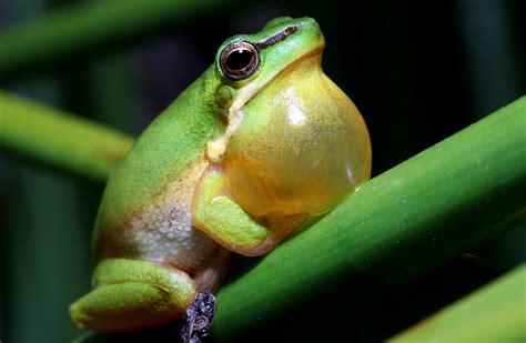 Eastern Dwarf Tree Frog Litoria Fallax A Photo On Flickriver