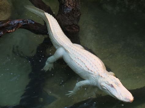 White American Alligator Alligator Mississippiensis Dallas Zoo Животные