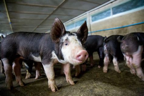 Cerdo De Berkshire Razas De Cerdos Animales Definiciones Y Conceptos