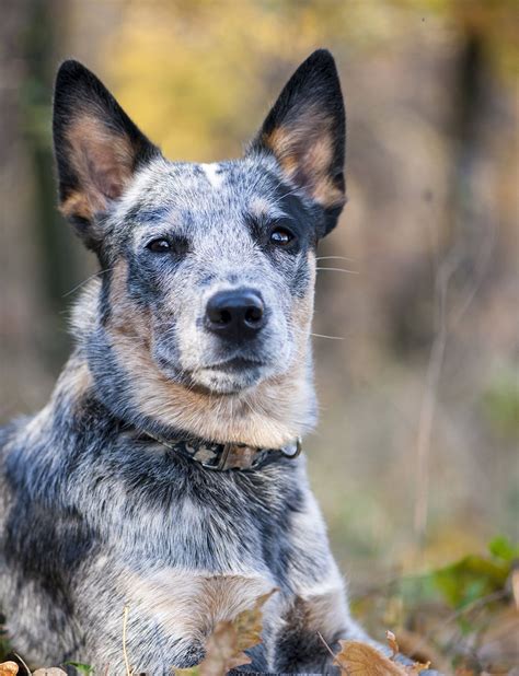 261 Blue Heeler Names Trending To Traditional And Cattle Dog Themed