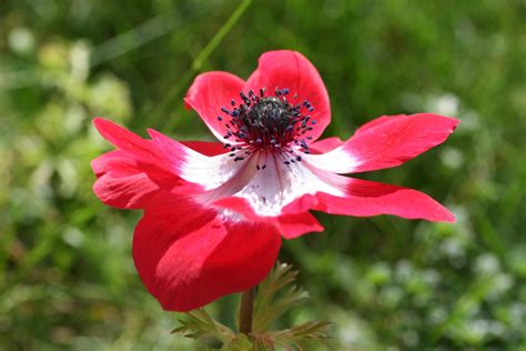 Free Images Nature Blossom Petal Botany Flora Wildflower Red