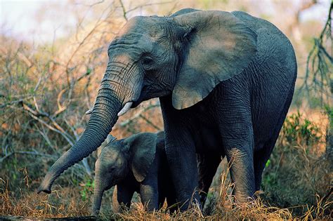 عکس فیل به همراه فرزندش مسترگراف