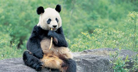 Panda Bear Tour China Adventure Travel Natural Habitat
