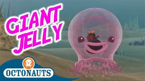 Octonauts Giant Jelly Full Episode Cartoons For Kids Youtube