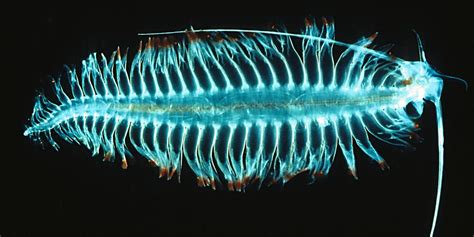 Celebrate The Beautiful Terrifying World Of Polychaete Worms