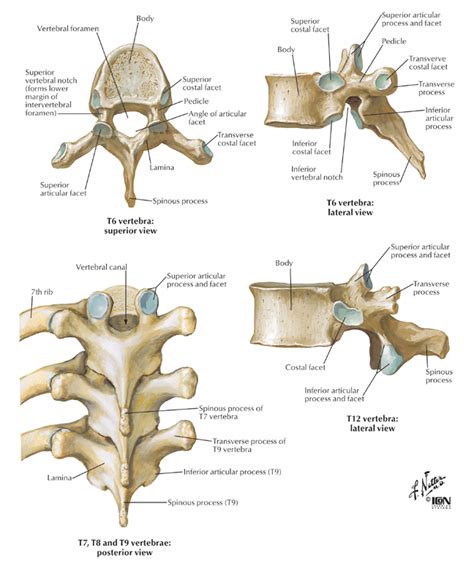 Lower jaw (mandible) collar bone. Spine & Back:Bones:Thoracic vertebrae | RANZCRPart1 Wiki ...