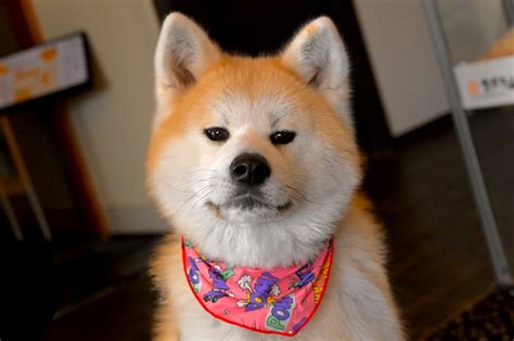 Japanese Dogs Which Are The Most Popular Breeds And What They Cost