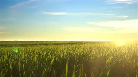 Green Grass Field At Sunset Stock Footage Videohive