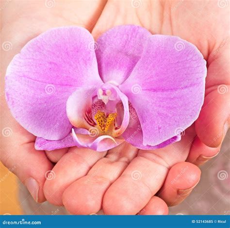 Child S Hands Holding Orchid Flower Stock Image Image Of Detail