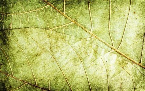 Leaf Texture Hd Background Wallpaper Cbeditz