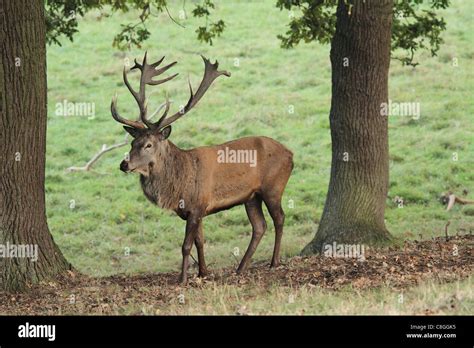 Fallow Deer Stag On Green Background Stock Photo Alamy
