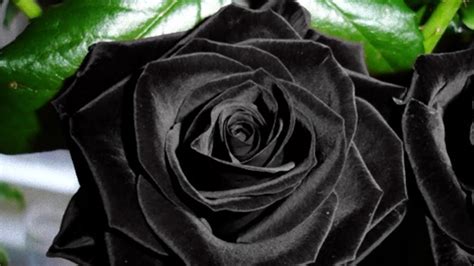 Beautiful Black Rose Image Top Black Rose 1386