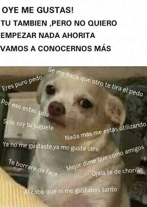 79 Memes De Chihuahuas Enojados L2sanpiero