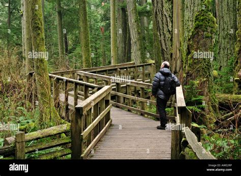 A Walk Through The Old Growth Forest Cathedral Grove Macmillan