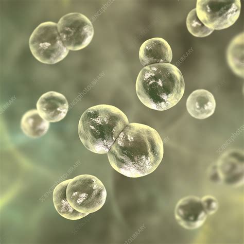 Blastomyces Fungus Illustration Stock Image F0360502 Science