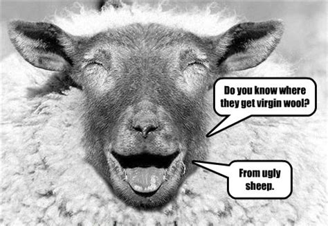 Sheep Jokes Animal Comedy Animal Comedy Funny Animals Animal S