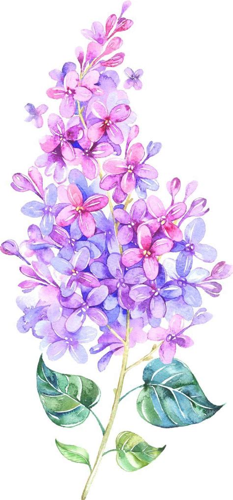Lilac Flowers Aesthetic Drawing Flowers Art Ideaspagesdev