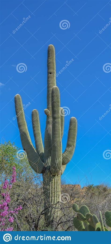 Saguaro Cactus Carnegiea Gigantea At Boyce Thompson Arboretum Superior