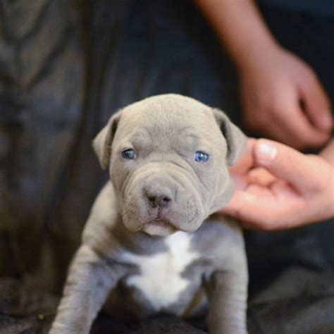 Vet checked vaccinated and dewormed each puppy comes with their own vet card. Cute Pitbull puppies for sale Offer