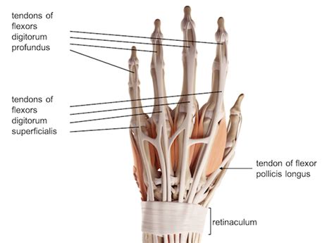 The biomechanical robotics group is on kickstarter looking to fund a 3d printed prosthetic hand that moves and grips like a biological human hand. Hand Anatomy Ligaments - Anatomy Drawing Diagram