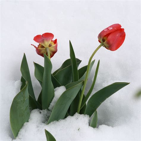 Tulips In Snow Picture Free Photograph Photos Public Domain