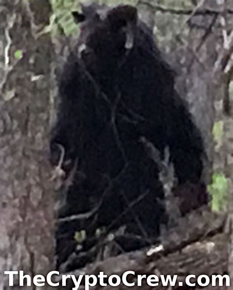 It all began on february 23, 2019 with a call for help from the greenfield village. New Photos of Maryland Goatman? (Update 2) ~ The Crypto Crew