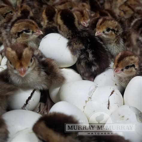 Murray Mcmurray Hatchery Bobwhite Quail Eggs
