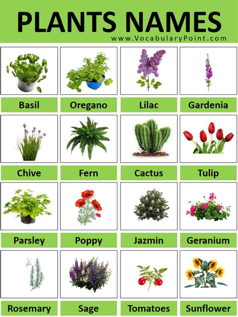 Types Of Plants Pictures And Names