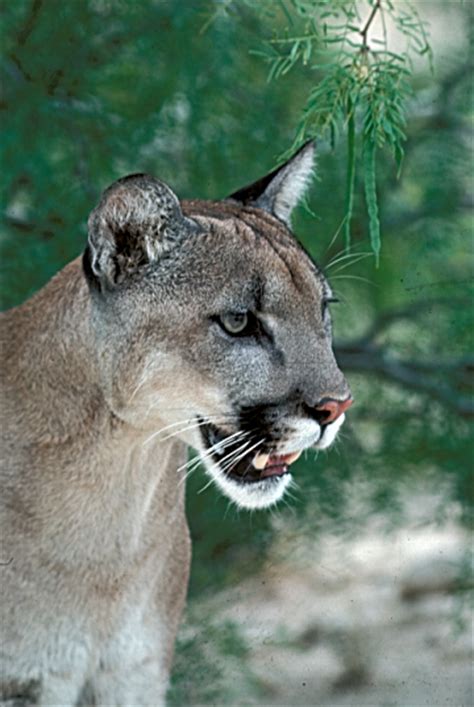 Mountain Lion Puma Concolor