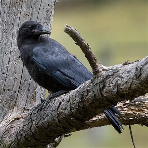 Forest Raven About Tasmania