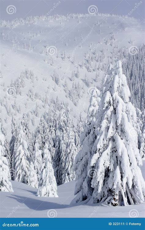 Snow Covered Pine Trees In Mountains Stock Image Image Of Snow