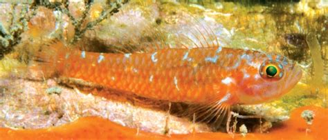 Trimma Christianeae New Goby From The Papua New Guinea Marine Hobby