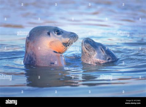 Two Seals Playing At Sunset Stock Photo Alamy