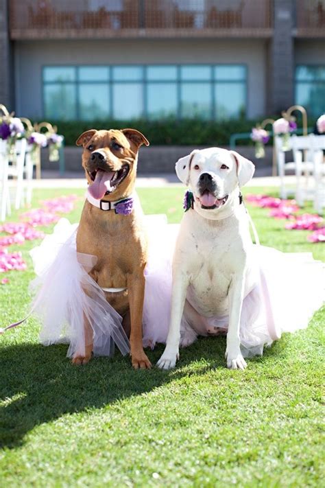 Wedding Inspiration Incorporating Your Dog Into Your Wedding Day Dog