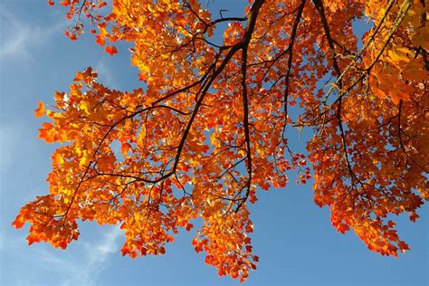 Free photo: Leaves, Autumn, Fall Color, Branch - Free Image on Pixabay